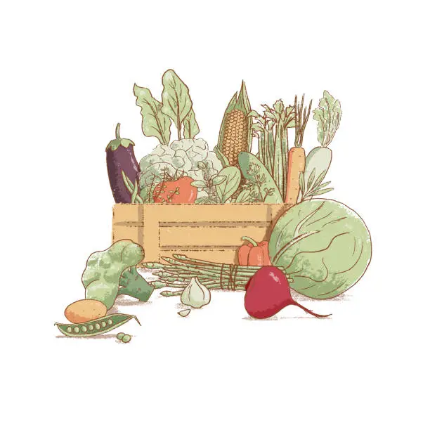 Vector illustration of Wooden crate with collection of hand-drawn popular vintage style seasonal vegetables and coolinary herbs,