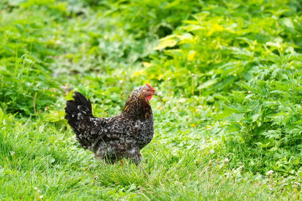 istock healthy chicken in the garden 1240045385
