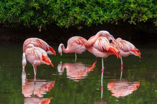 istock Chilean Flamingo Birds 1240045922