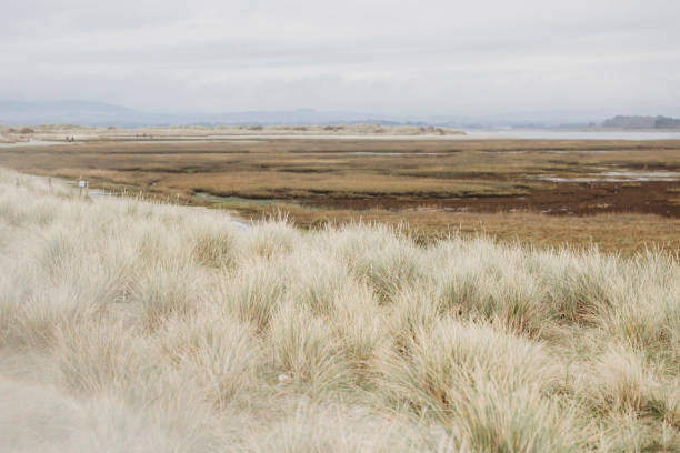 istock Saltmarsh and sand dunes on overcast winter day 1240047504