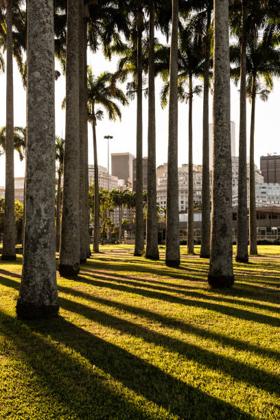 istock Beautiful sunset view to imperial palm trees with contrasting shadows 1240048051