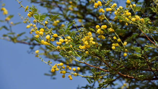 istock Beautiful babul flower (Vachellia nilotica) on the branch. 1240055730