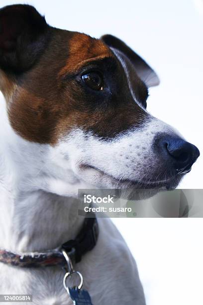 Foto de Jrt e mais fotos de stock de Amizade - Amizade, Animal, Animal de estimação