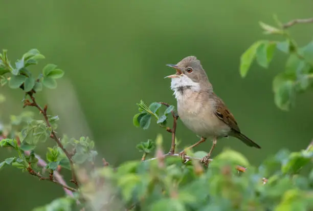 Common whitethroat (Sylvia communis) singing on a dog rose.