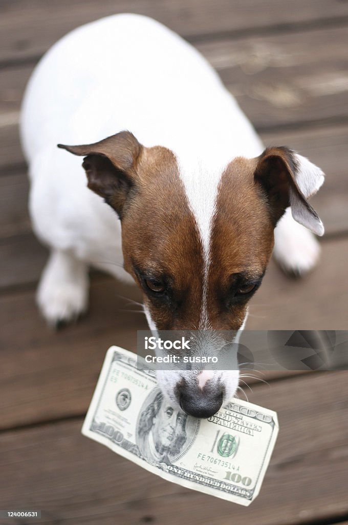 Cão com dinheiro - Foto de stock de Lealdade royalty-free