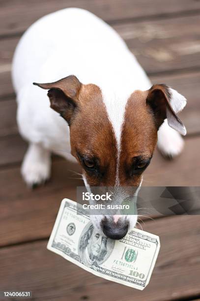 Foto de Cão Com Dinheiro e mais fotos de stock de Lealdade - Lealdade, Esperar, Adoção de animais