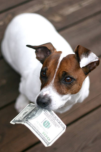 Perro sosteniendo dinero - foto de stock