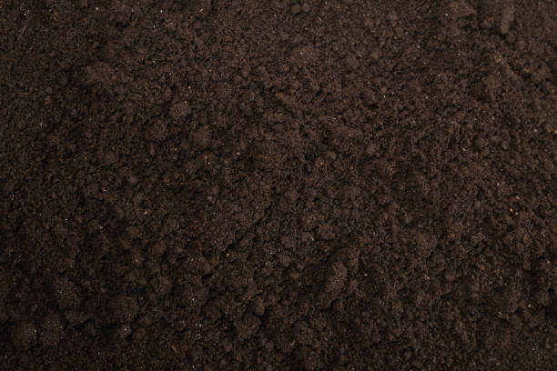 istock Black land for plant background. 1240072465