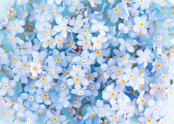 Background of blue tender flowers Background of blue tender flowers, blooming forget-me-not top view forget me not stock pictures, royalty-free photos & images