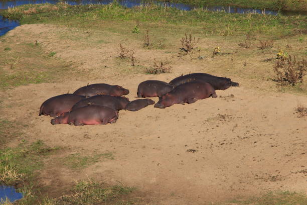 um grupo de hipopótamos adultos protege um jovem. - hippopotamus amphibian sleeping hippo sleeping - fotografias e filmes do acervo