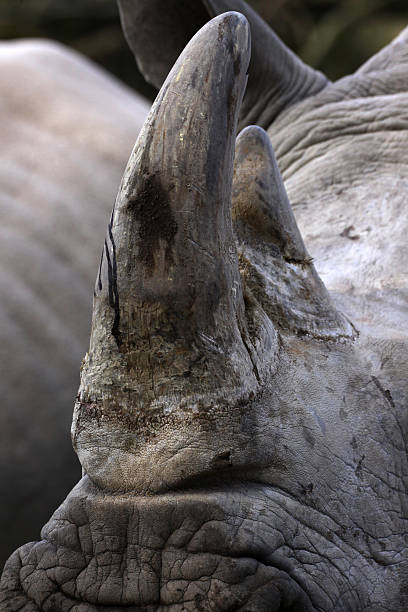 istock Horn of a White rhinoceros 124008868