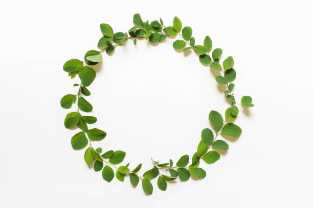 istock Circular wreath with green plant leaves 1240100482