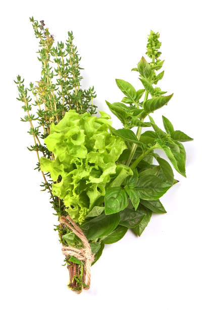 istock Fresh spices and herbs bouquet, isolated on white background. Dill, lettuce, thyme, sage. Isolated on white background. 1240103670