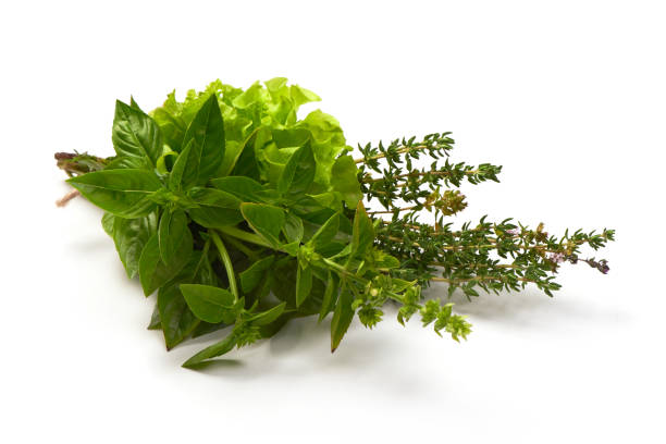 istock Fresh spices and herbs bouquet, isolated on white background. Dill, lettuce, thyme, sage. Isolated on white background. 1240105260