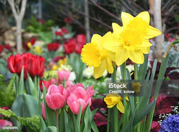 Flores De Primavera Foto de stock y más banco de imágenes de Narciso - Familia del lirio - Narciso - Familia del lirio, Tulipán, Jacinto
