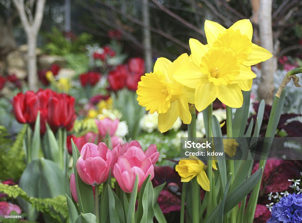 Flores da primavera - Foto de stock de Tulipa - Família do Lírio royalty-free