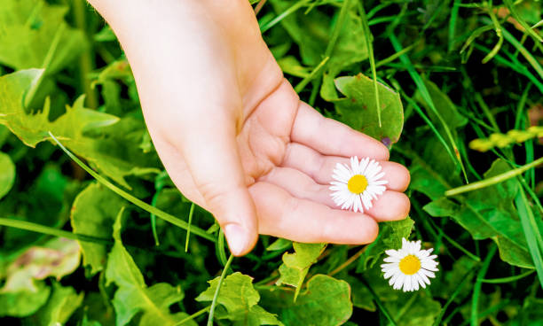 istock White daisy on palm of child. 1240110672