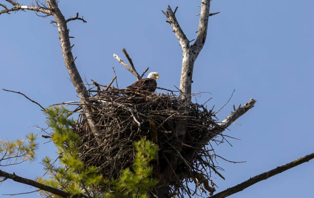 istock Female Bald Eagle on the nest. 1240113406