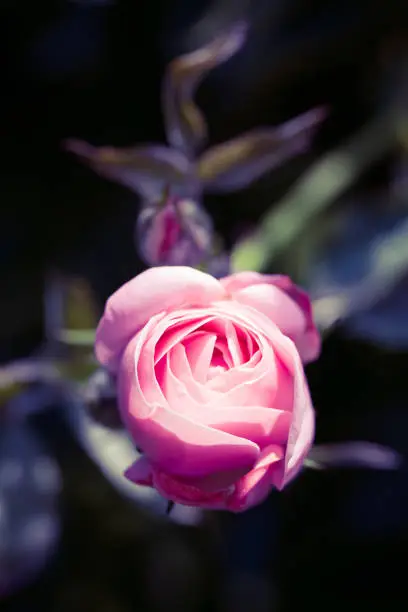 Close-up of a pink rose-flower and buds at the Volksgarten public park, Vienna, Austria