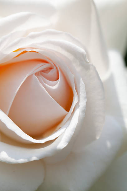 Close-up of a white budding rose-flower at the Volksgarten public park, Vienna, Austria