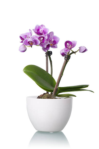 kleine lila orchidee blume in weiß schüssel - orchidee stock-fotos und bilder