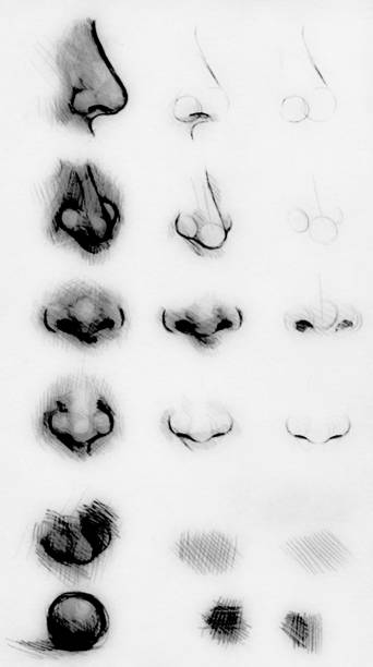Tutorial Drawing A Human Nose Drawing Nose On Paper Stock Illustration - Download Image Now - iStock Tutorial Drawing A Human Nose Drawing Nose On Paper Stock Illustration - Download Image Now - iStock