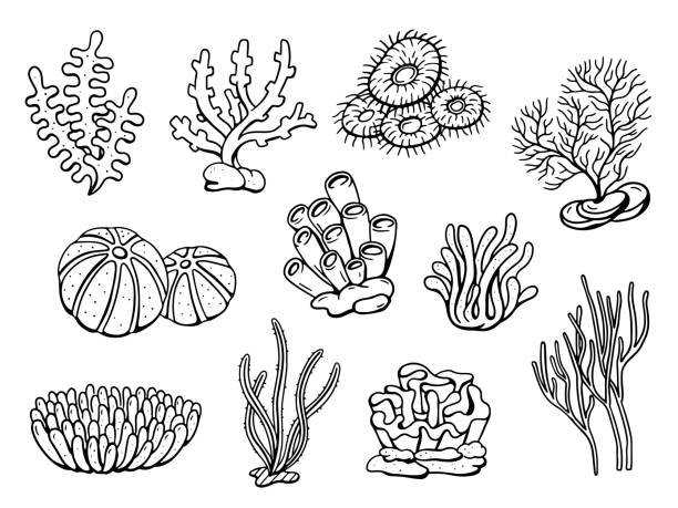 2,100+ Spineless Cactus Stock Illustrations, Royalty-Free Vector ...