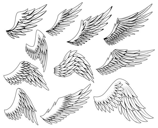 Heraldic wings set. Vintage birds wings. Set of design elements in coloring style Heraldic wings set. Vintage birds wings. Set of design elements in coloring style. angel wings drawing stock illustrations