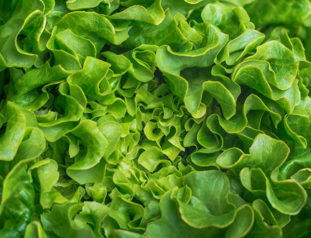 hojas de una ensalada verde, fondo natural - letuce fotografías e imágenes de stock