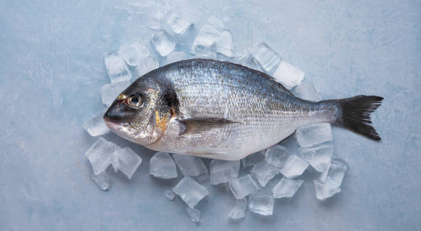 istock chilled raw Dorado fish on ice on a blue background 1240150472