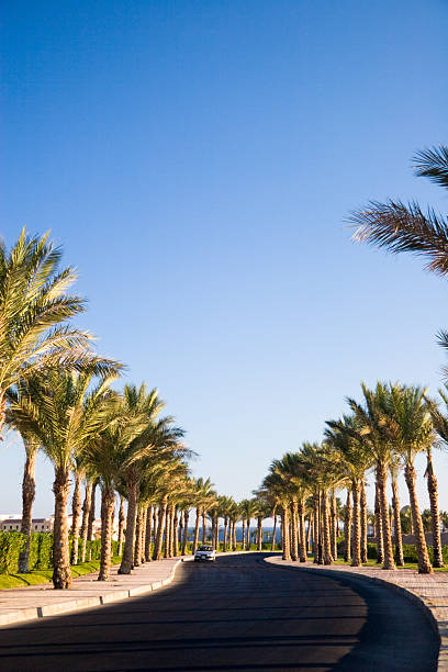 istock Alley with palm-trees 124015271