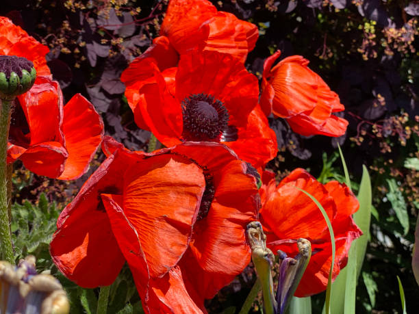 istock Poppies in a country garden 1240153487