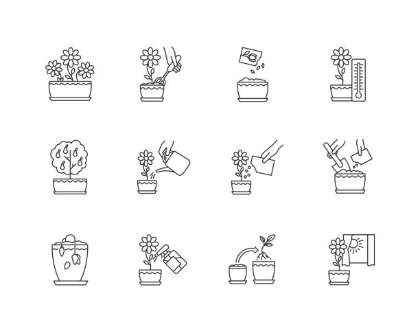 460+ Repotting Icons Stock Illustrations, Royalty-Free Vector Graphics ...