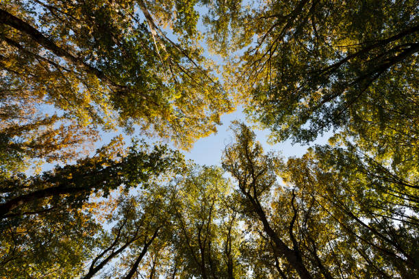 istock View of Trees from Below 1240157755