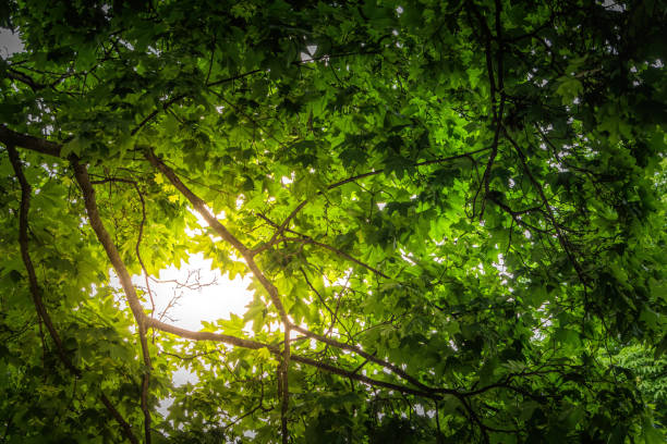 晴れた夏の森。緑のカエデの葉を照らす太陽の光 - maple leaf green outdoors ストックフォトと画像