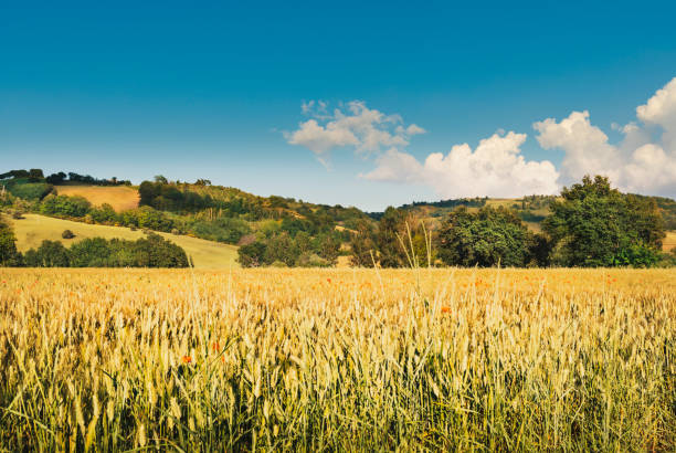 Beautiful rural landscape in spring, wheat field and blue sky.