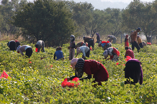 Syrian immigrants working in a bean field in Turkey
