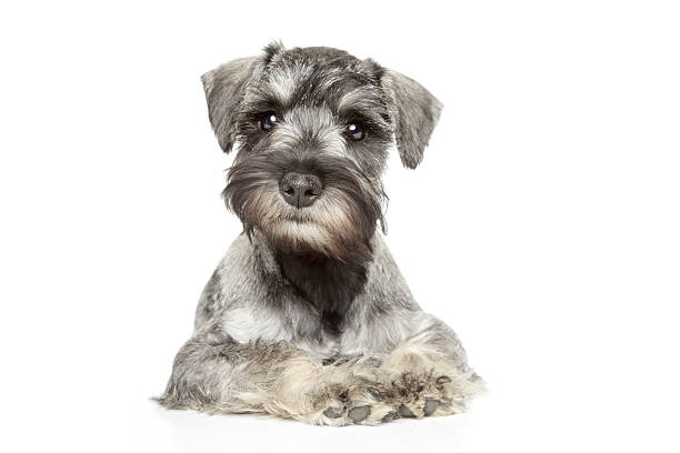 istock Miniature schnauzer puppy 124016962