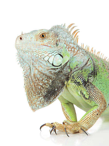 istock Green Iguana portrait 124016982