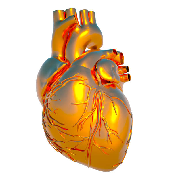 istock Model of human heart 124017002