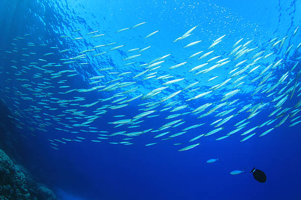 istock Shoal of Fish in Blue Sea 124017057