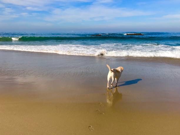 istock Dog at the beach 1240171601