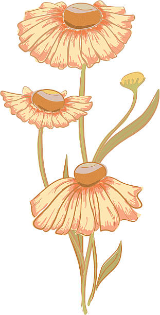 Helenium. vector art illustration