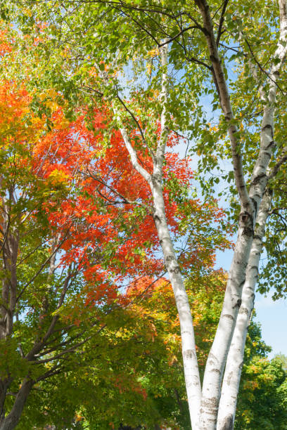 鮮やかな紅葉色に対する白樺の木の明るい白い幹。 - november tranquil scene autumn leaf ストックフォトと画像