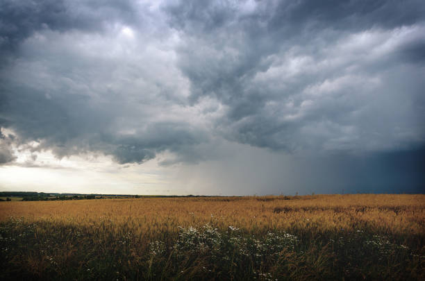 nubi inquietanti nel cielo nuvoloso sul campo agricolo di grano maturo. - storm wheat storm cloud rain foto e immagini stock