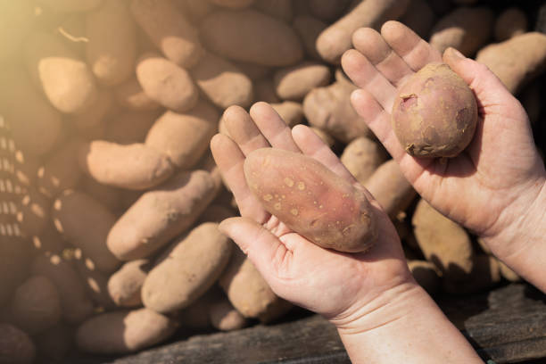istock red potatoes in hands on the background of boxes with potatoes 1240183807