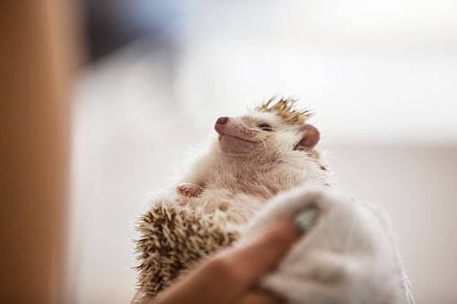 Close-up of Smiling Pet Hedgehog in Hands.