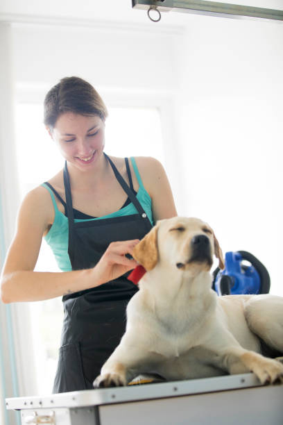 istock Smiling Pet Groomer Brushing Labrador Retriever 1240187015
