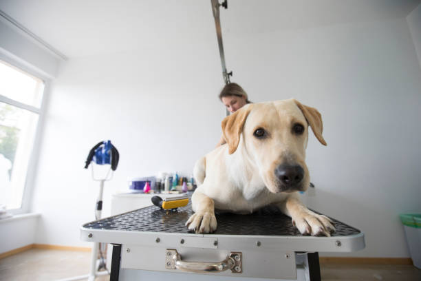 istock Labrador Retriever Lying on Table in Pet Grooming Salon and Looking at Camera 1240187018