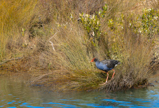 One Pukeko or swamp hen with its red bill foraging in reeds on water edge